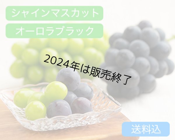 画像1: シャインマスカット「晴王」（1房（約600ｇ））、オーロラブラック（約600g）×1房【2024年】 (1)